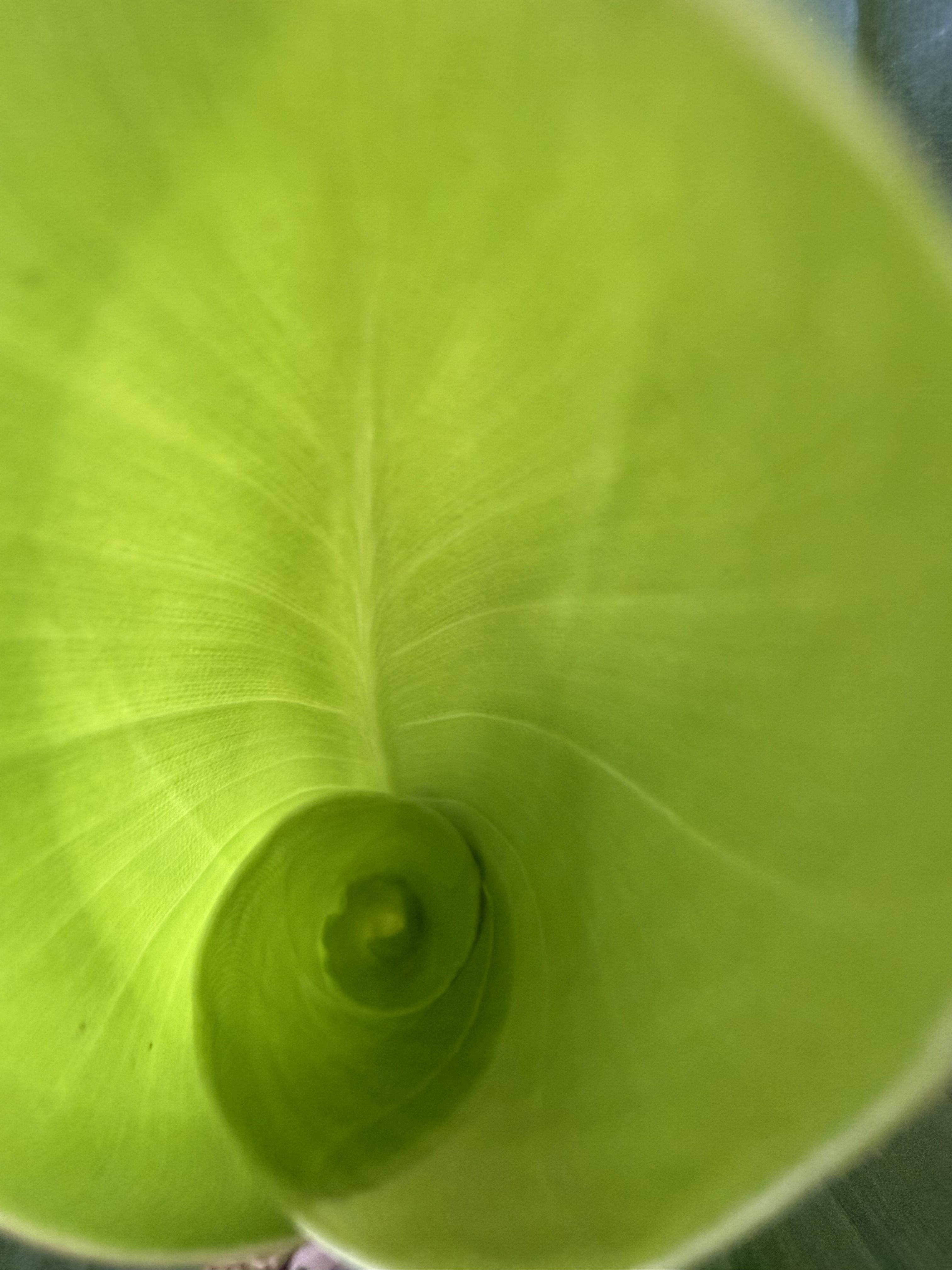 leaf unfurling